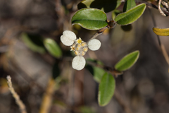 Spyridium thymifolium