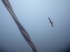 Hieraaetus pennatus