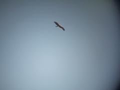 Hieraaetus pennatus