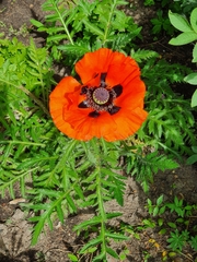 Papaver orientale