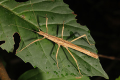 Neohirasea hongkongensis
