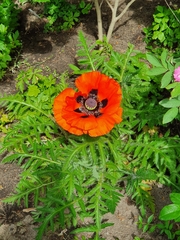 Papaver orientale