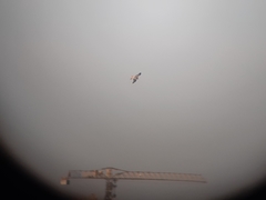 Milvus milvus