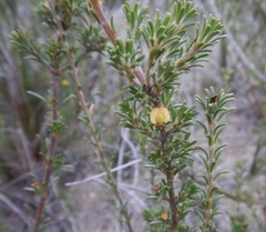 Phyllota pleurandroides