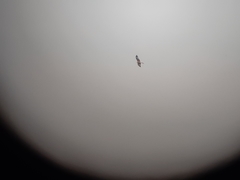 Milvus milvus