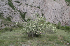 Aria umbellata
