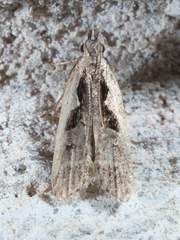 Dichomeris setosella