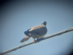 Columba palumbus