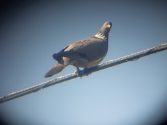 Columba palumbus