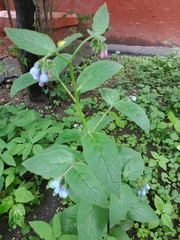 Symphytum caucasicum