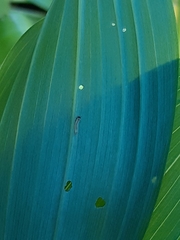 Phymatocera aterrima