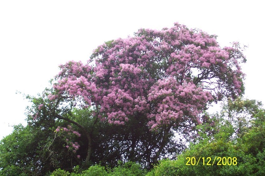 Calodendrum capense - council-listed tree