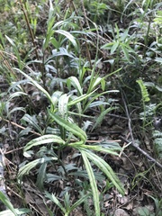 Artemisia integrifolia
