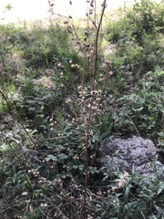 Artemisia integrifolia