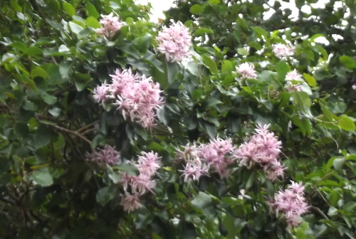 Calodendrum capense