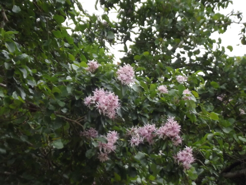 Calodendrum capense