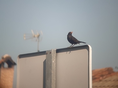Turdus merula