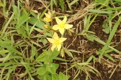 Hypericum aethiopicum