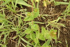 Hypericum aethiopicum