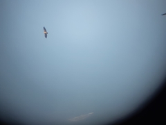 Gyps fulvus