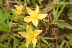 Hypericum aethiopicum