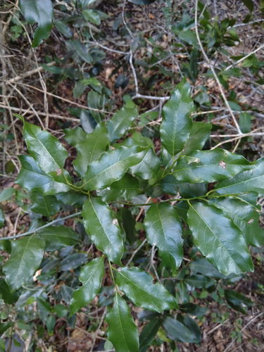 Image of Ventilago pubiflora by (c) Tony van Kampen, some rights reserved (CC BY)