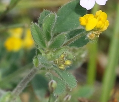 Medicago minima