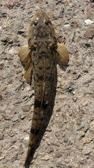 Platycephalus indicus