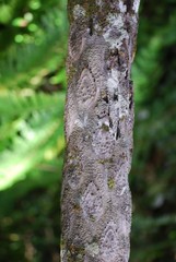 Alsophila hyacinthei