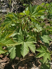 Filipendula camtschatica