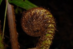 Alsophila hyacinthei