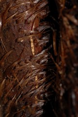 Alsophila hyacinthei