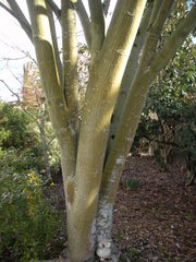 Acer davidii