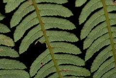 Alsophila hyacinthei