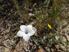 Linum suffruticosum