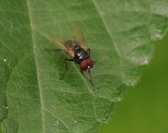 Hydrotaea chalcogaster