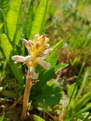 Orobanche picridis