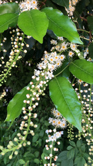 Prunus lusitanica