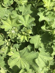Alchemilla mollis