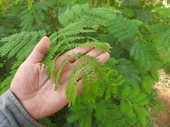 Leucaena leucocephala image