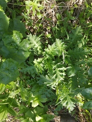 Cirsium kamtschaticum