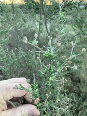 Psoralea hirta