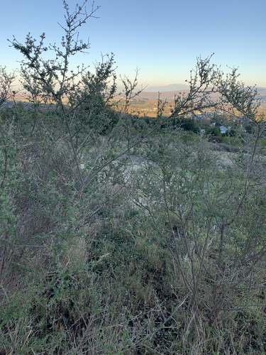 Psoralea hirta, photograph 1