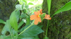 Crossandra
