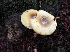 Tricholoma viridiolivaceum