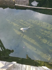 Cyprinus rubrofuscus