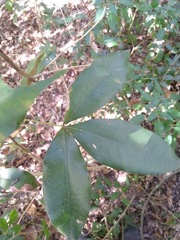 Heritiera trifoliolata