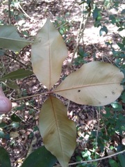 Heritiera trifoliolata