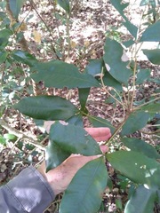 Heritiera trifoliolata