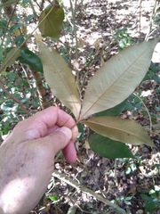 Heritiera trifoliolata